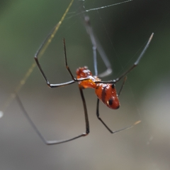 Argyrodes zonatus