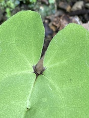 Asarum