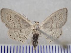 Dithalama cosmospila