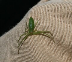 Cetratus rubropunctatus