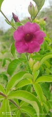 Allamanda blanchetii