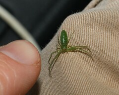 Cetratus rubropunctatus