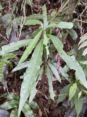 Litsea acuminata