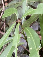Litsea acuminata
