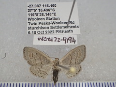 Dithalama cosmospila