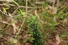 Lespedeza juncea