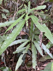 Litsea acuminata