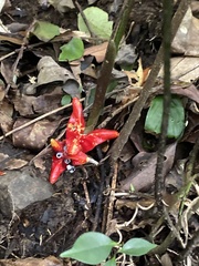 Zingiber kawagoii