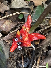 Zingiber kawagoii