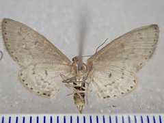 Dithalama cosmospila