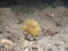 Brachaluteres jacksonianus