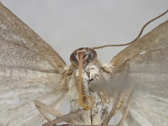 Dithalama cosmospila