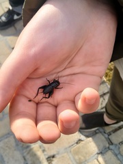 Gryllus
