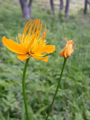 Trollius chinensis