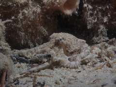 Hapalochlaena maculosa