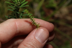 Asperula conferta