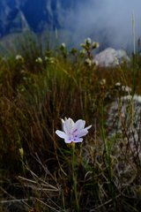 Thereianthus ixioides
