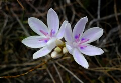 Thereianthus ixioides