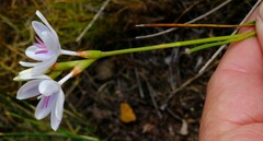 Thereianthus ixioides