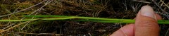 Thereianthus ixioides