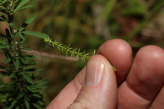 Asperula conferta
