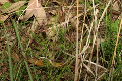 Asperula conferta