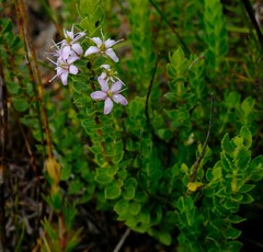 Agathosma odoratissima