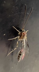 Brachycyrtus