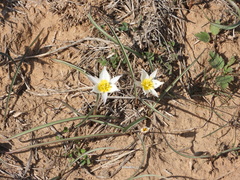 Tulipa biflora