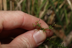 Asperula conferta