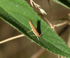 Glaphyristis marmarea