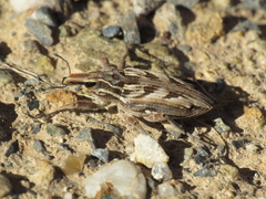 Coniocleonus excoriatus