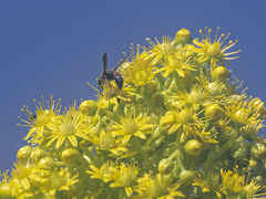 Leptochilus cruentatus