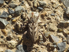 Coniocleonus excoriatus