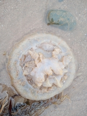 Rhizostoma pulmo
