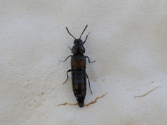 Aleochara bipustulata