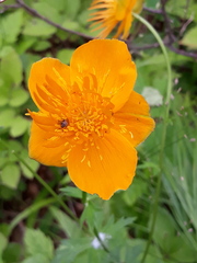 Trollius chinensis