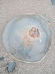 Rhizostoma pulmo