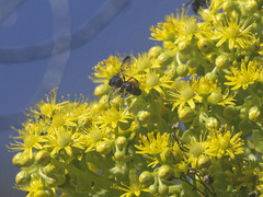Cerceris concinna