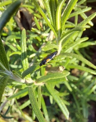 Tachinus subterraneus