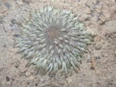 Heteractis aurora
