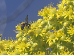 Cerceris concinna