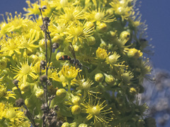 Ancistrocerus haematodes