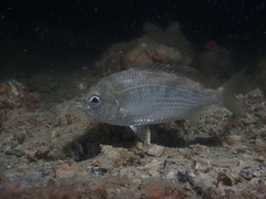 Gerres subfasciatus