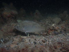 Gerres subfasciatus