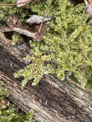 Callicladium imponens