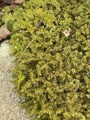 Callicladium imponens