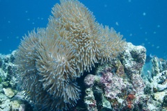 Heteractis magnifica