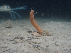 Veretillidae