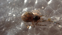 Enoplognatha